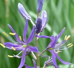 Camassia quamash Orion