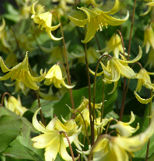 Erythronium pagoda