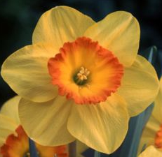 Narcissus Delibes